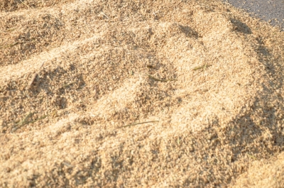 Paddy(Dhan)