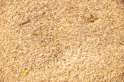 Paddy(Dhan)