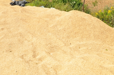 Paddy(Dhan)