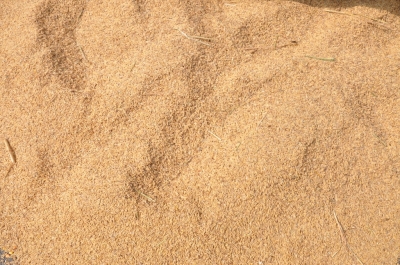 Paddy(Dhan)