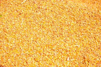 Paddy(Dhan)
