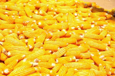 Maize
