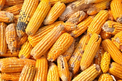 Maize