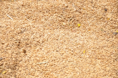 Paddy(Dhan)