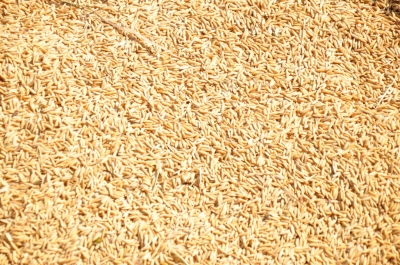 Paddy(Dhan)