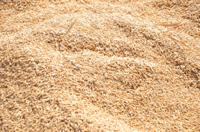 Paddy(Dhan)
