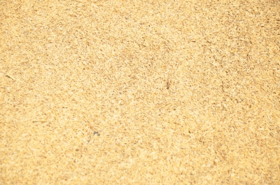 Paddy(Dhan)