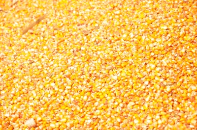 Maize