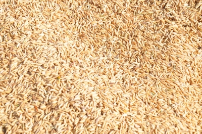 Paddy(Dhan)