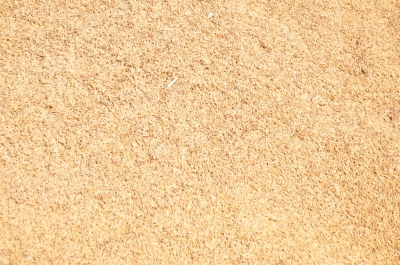 Paddy(Dhan)