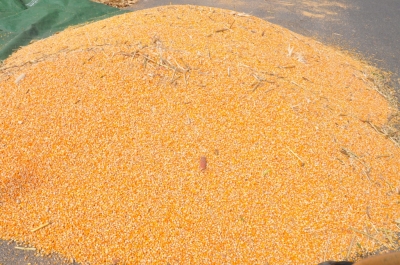 Maize