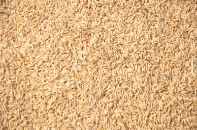 Paddy(Dhan)