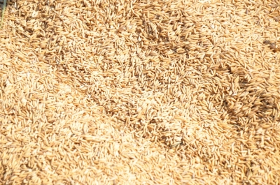 Paddy(Dhan)