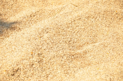 Paddy(Dhan)