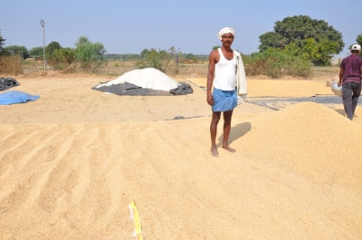 Paddy(Dhan)