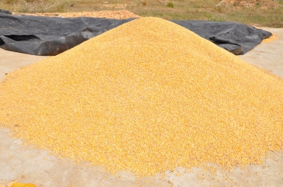 Maize