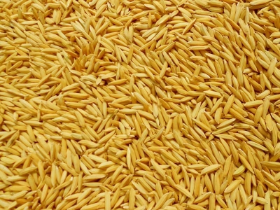 Paddy(Dhan)