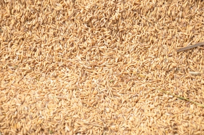 Paddy(Dhan)