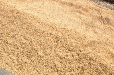 Paddy(Dhan)