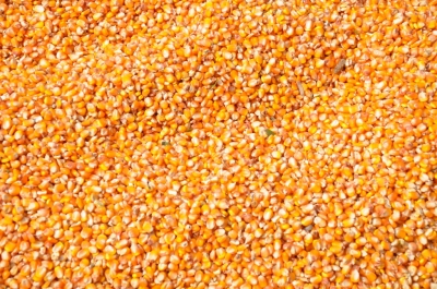 Maize