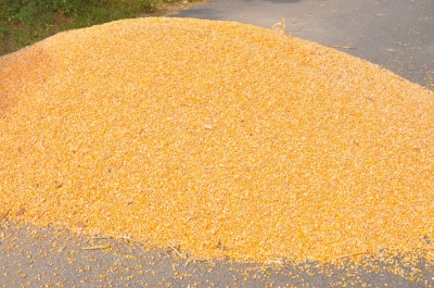Maize