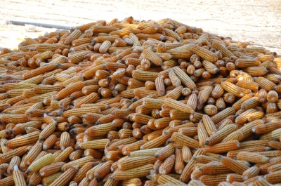 Maize