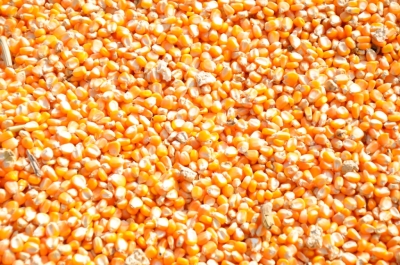 Maize
