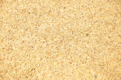 Paddy(Dhan)
