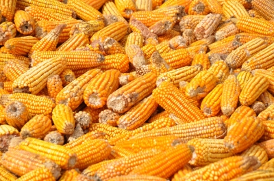 Maize