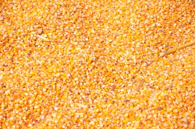 Maize