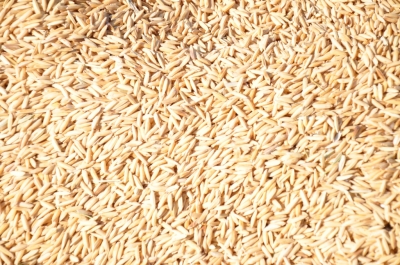 Paddy(Dhan)