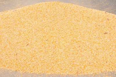 Maize