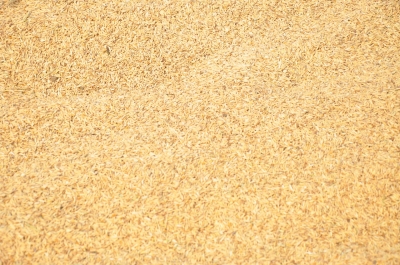 Paddy(Dhan)