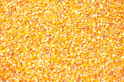 Maize