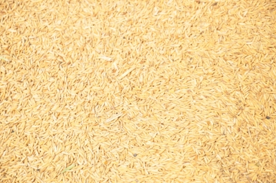 Paddy(Dhan)