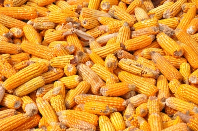 Maize