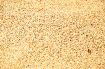 Paddy(Dhan)