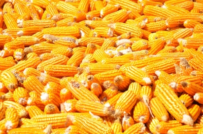 Maize