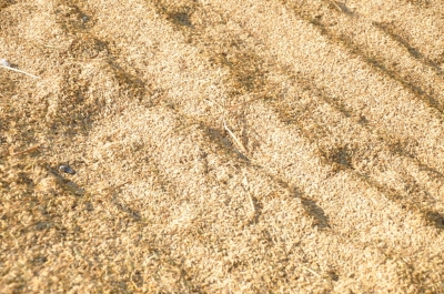 Paddy(Dhan)
