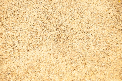 Paddy(Dhan)