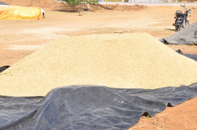 Maize