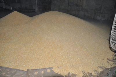 Paddy(Dhan)