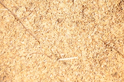 Paddy(Dhan)