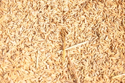 Paddy(Dhan)
