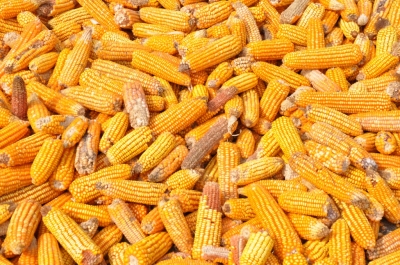 Maize