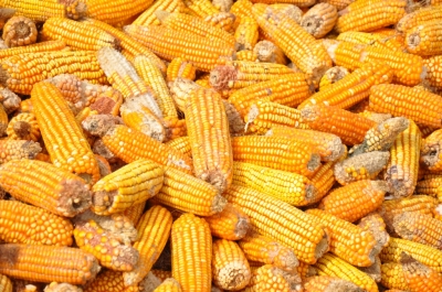 Maize