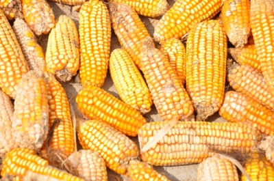 Maize