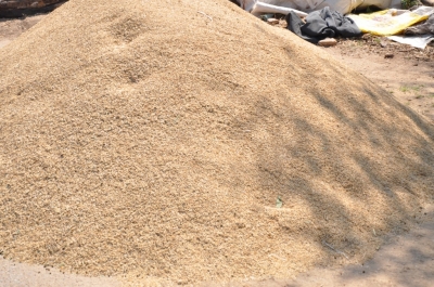 Paddy(Dhan)