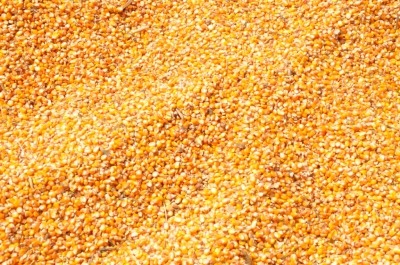 Maize