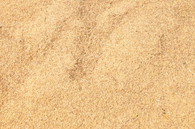 Paddy(Dhan)